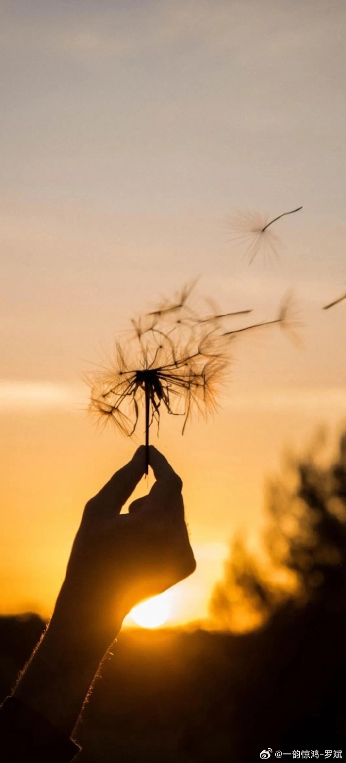 唯美图片，感受视觉艺术之美-精选唯美图片，打造你的视觉盛宴